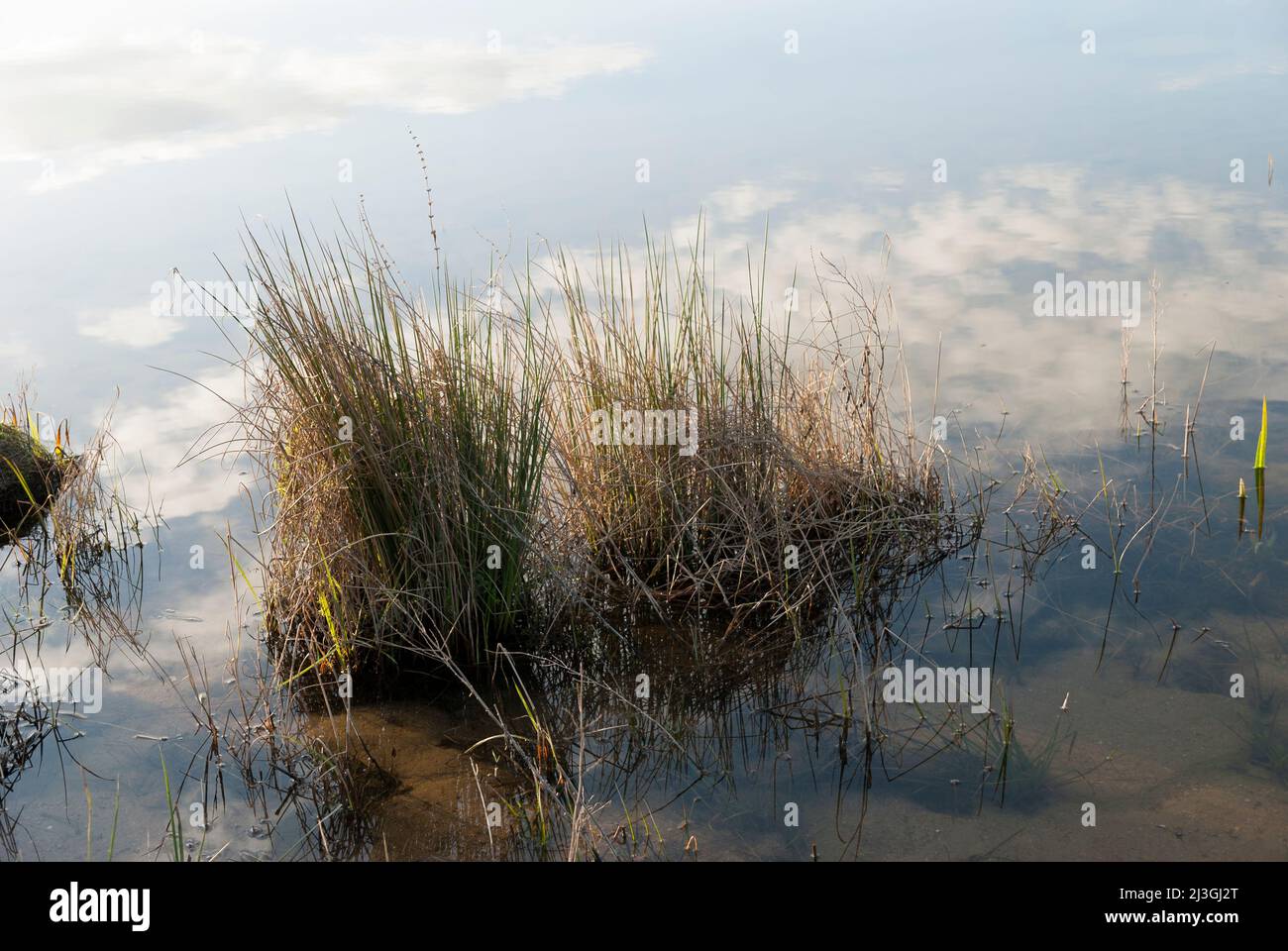 Isoetes Wasserpflanze mit Reflexion im klaren Wasser in Extremadura Stockfoto