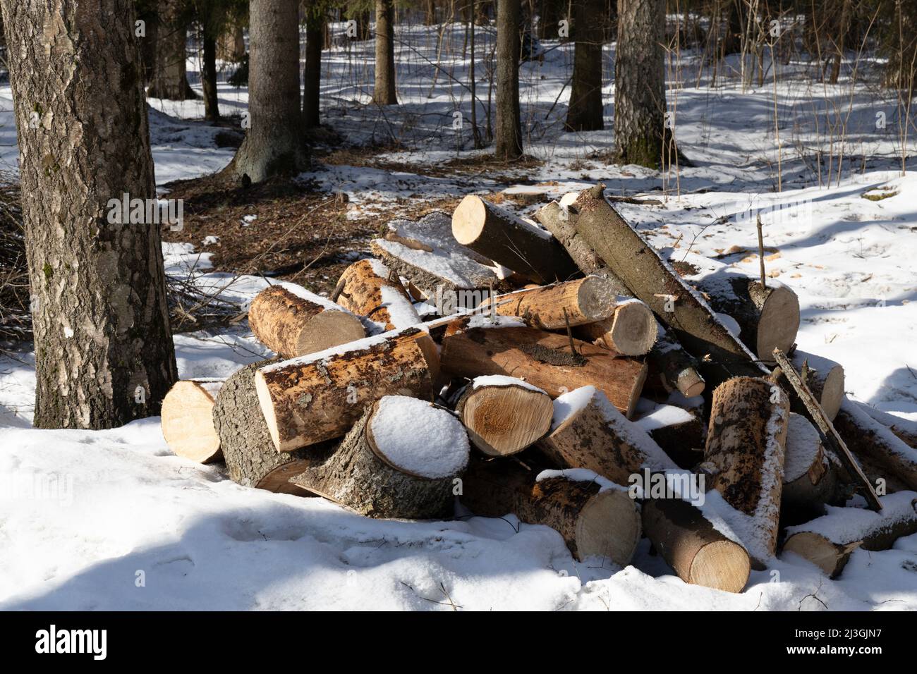 Frisch gesägtes Brennholz in einem Haufen im Frühjahr mit nicht geschmolzenem Schnee Stockfoto