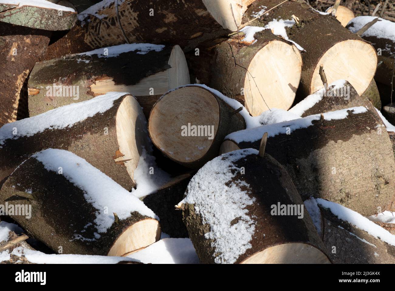 Große Baumstümpfe für die Herstellung von mit Schnee bedecktem Brennholz an einem Märztag Stockfoto