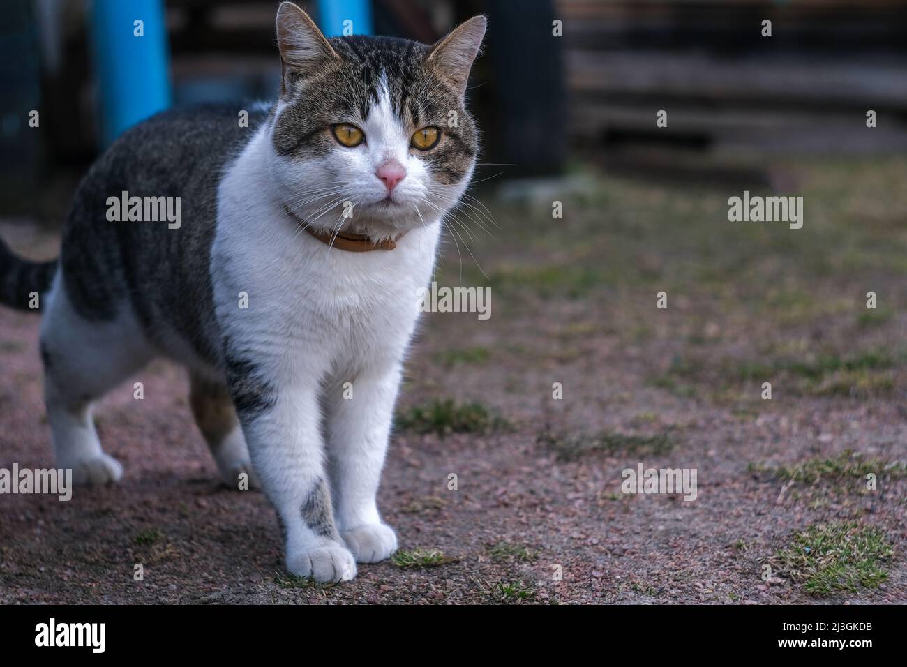 Eine Katze läuft im Hof. Stockfoto