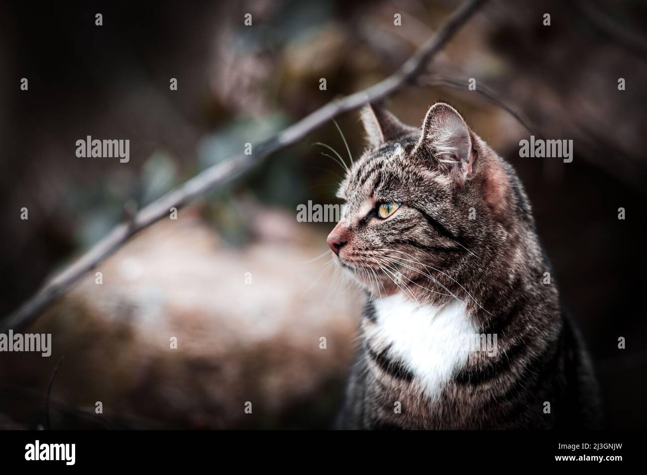 Katzen auf der Jagd und in der Natur. Coole Katze. Auf der Suche nach etwas zu jagen. Nette Katze. Stockfoto
