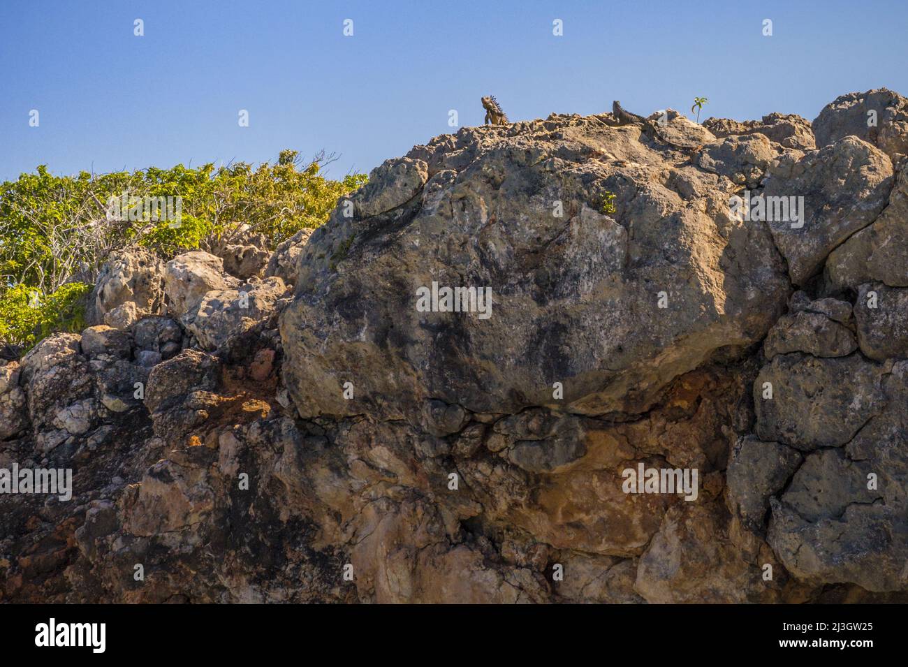 Frankreich, Kleine Antillen, Westindische Inseln, Saint-Martin, Nationales Naturschutzgebiet, Tintamarre Island, grüne Leguane oder gewöhnliche Leguane (Leguan Leguane), die die Klippe dominieren Stockfoto