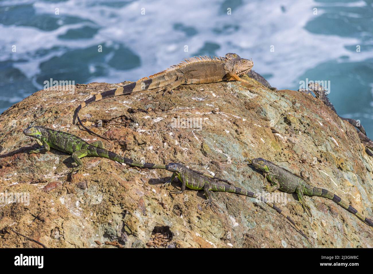 Amerika, Karibik, Kleine Antillen, Französisch-Westindien, Saint-Martin, Oyster-Pond, Gruppe von grünen Leguanen oder gewöhnlichen Leguanen (Leguan-Leguan) Stockfoto