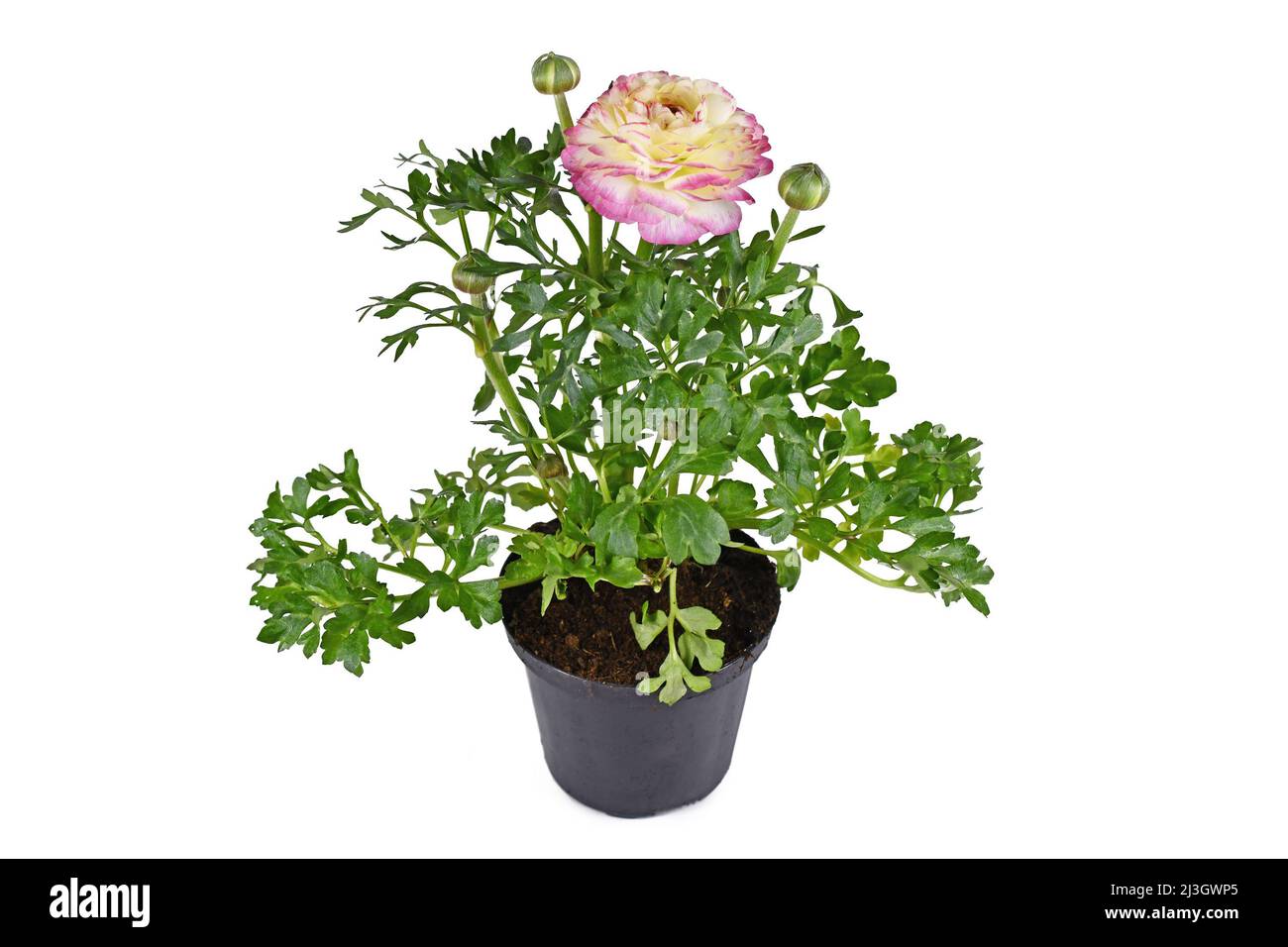 Topfpflanze 'Ranunculus Asiaticus' mit rosa Blüten auf weißem Hintergrund Stockfoto