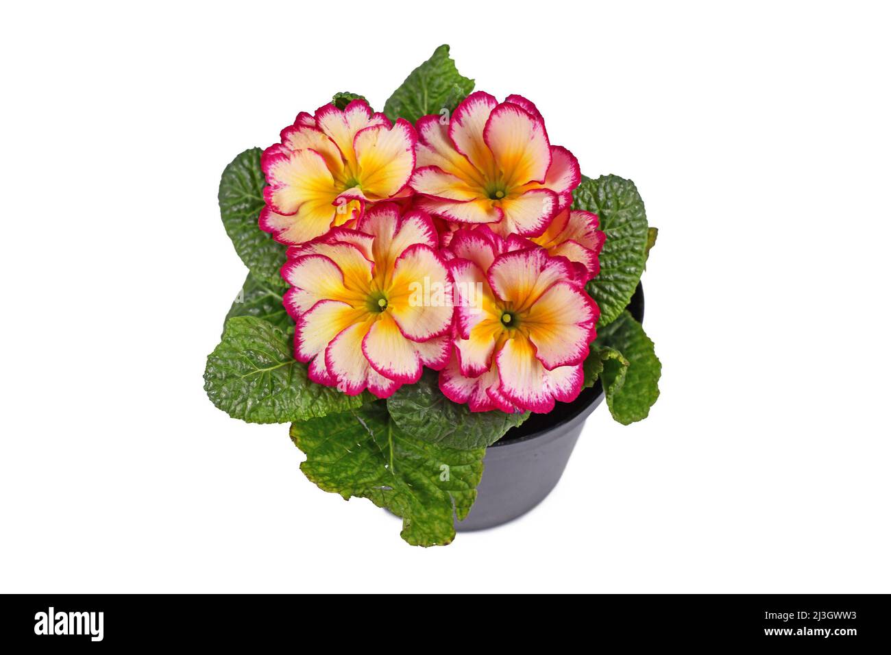 Rosa und gelb getopfte Primula Acaulis Scentsation Primeln auf weißem Hintergrund Stockfoto