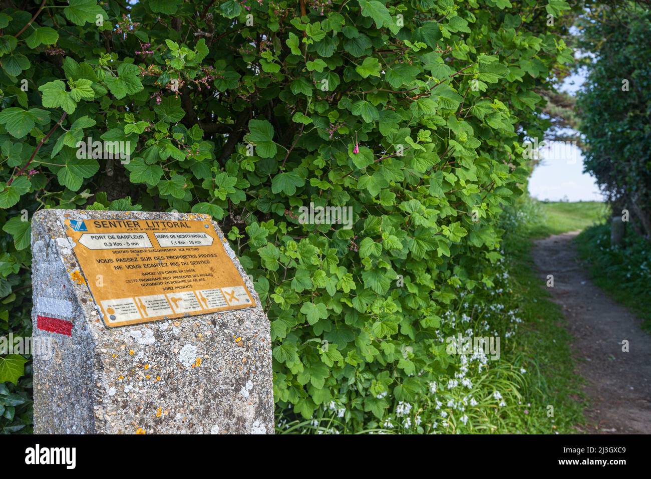 Frankreich, Manche , Cotentin, Barfleur, beschrifteten die schönsten Dörfer Frankreichs, rot-weiße Markierungen auf dem Rückweg zeigen den Küstenweg von GR223 an Stockfoto