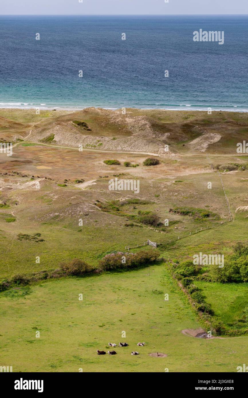 Frankreich, Manche (50), Cotentin, Cap de la Hague, Bibille, kleine Herde von Kühen auf grünen Wiesen, Sanddünen und türkisblauem Meer Stockfoto