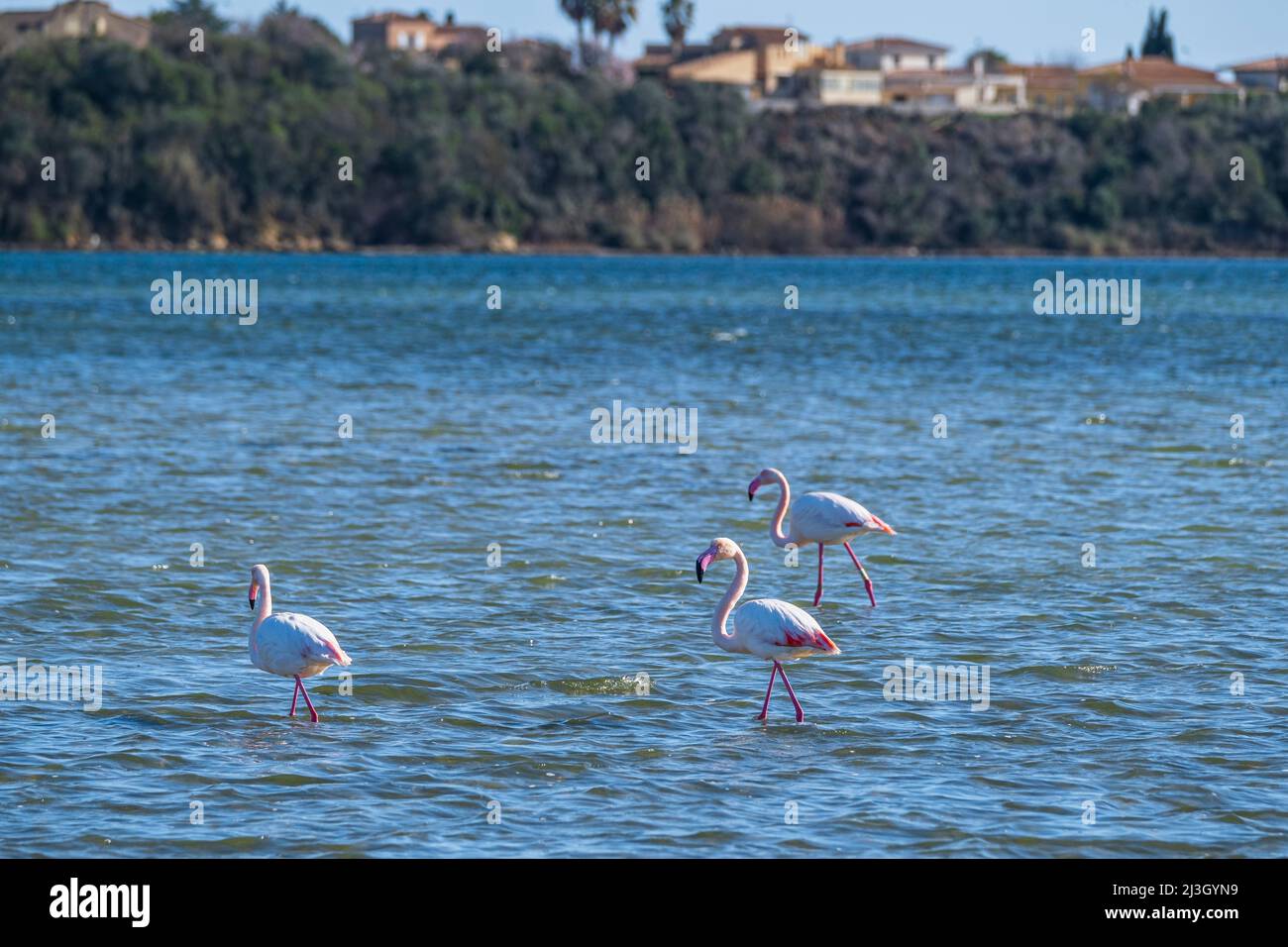 Frankreich, Herault, Balaruc-le-Vieux, größere Flamingos (Phoenicopterus roseus) im Etang de Thau Stockfoto