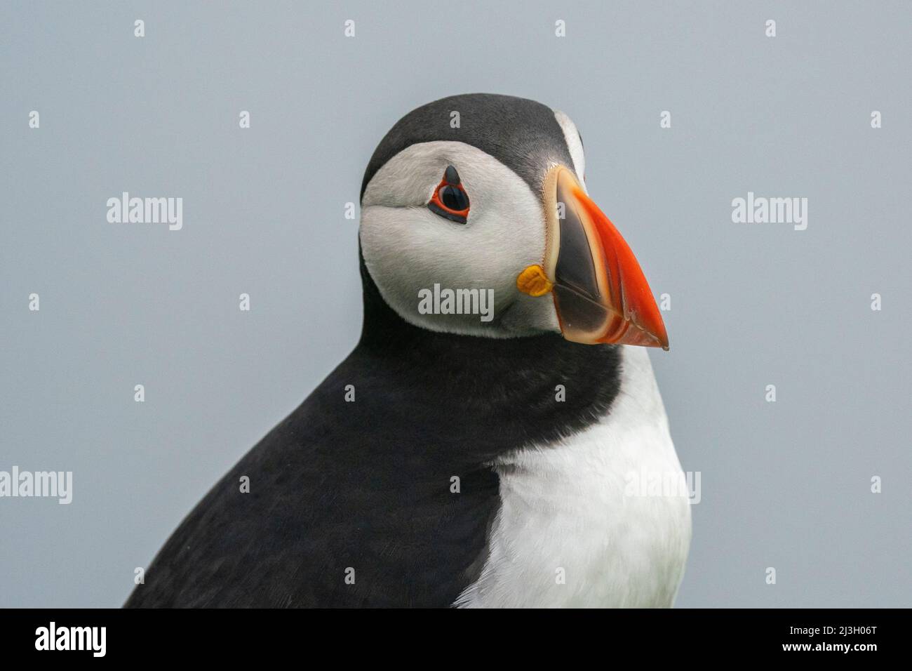 Dänemark, Färöer-Inseln, Atlantischer Papageientaucher (Fratercula arctica), Mykines Island Stockfoto