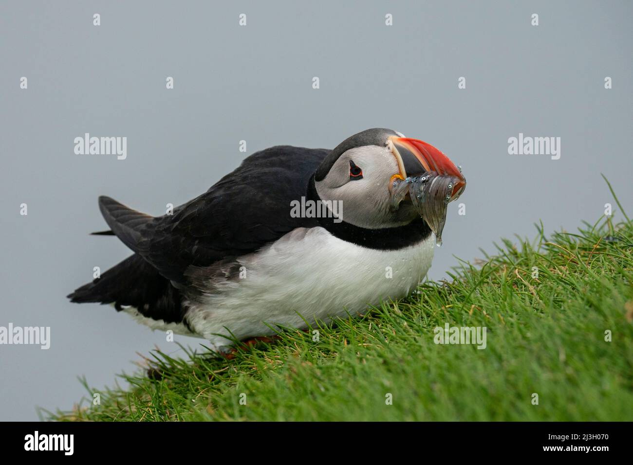 Dänemark, Färöer-Inseln, Atlantischer Papageientaucher (Fratercula arctica), Mykines Island Stockfoto