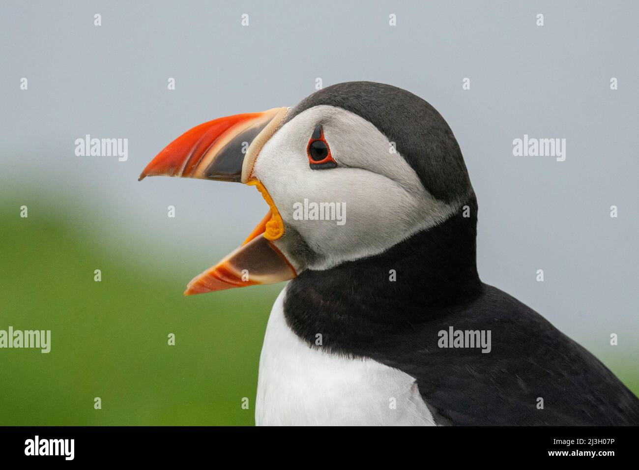 Dänemark, Färöer-Inseln, Atlantischer Papageientaucher (Fratercula arctica), Mykines Island Stockfoto