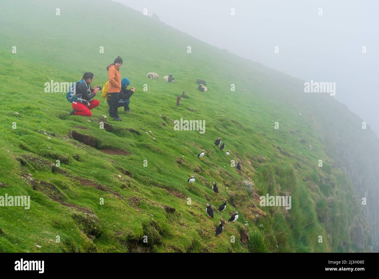 Dänemark, Färöer-Inseln, Atlantischer Papageientaucher (Fratercula arctica), Mykines Island Stockfoto