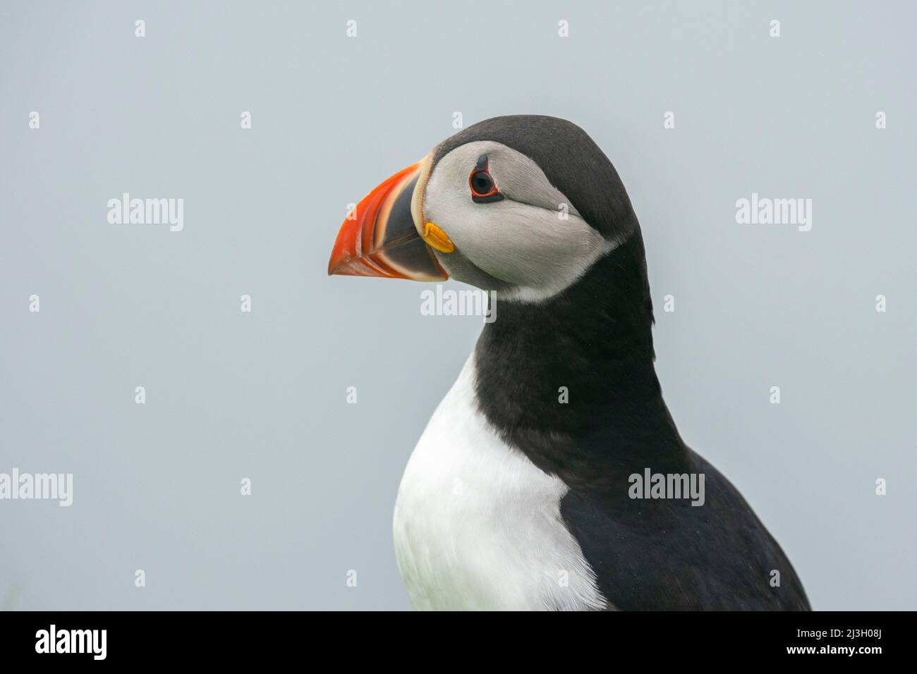 Dänemark, Färöer-Inseln, Atlantischer Papageientaucher (Fratercula arctica), Mykines Island Stockfoto