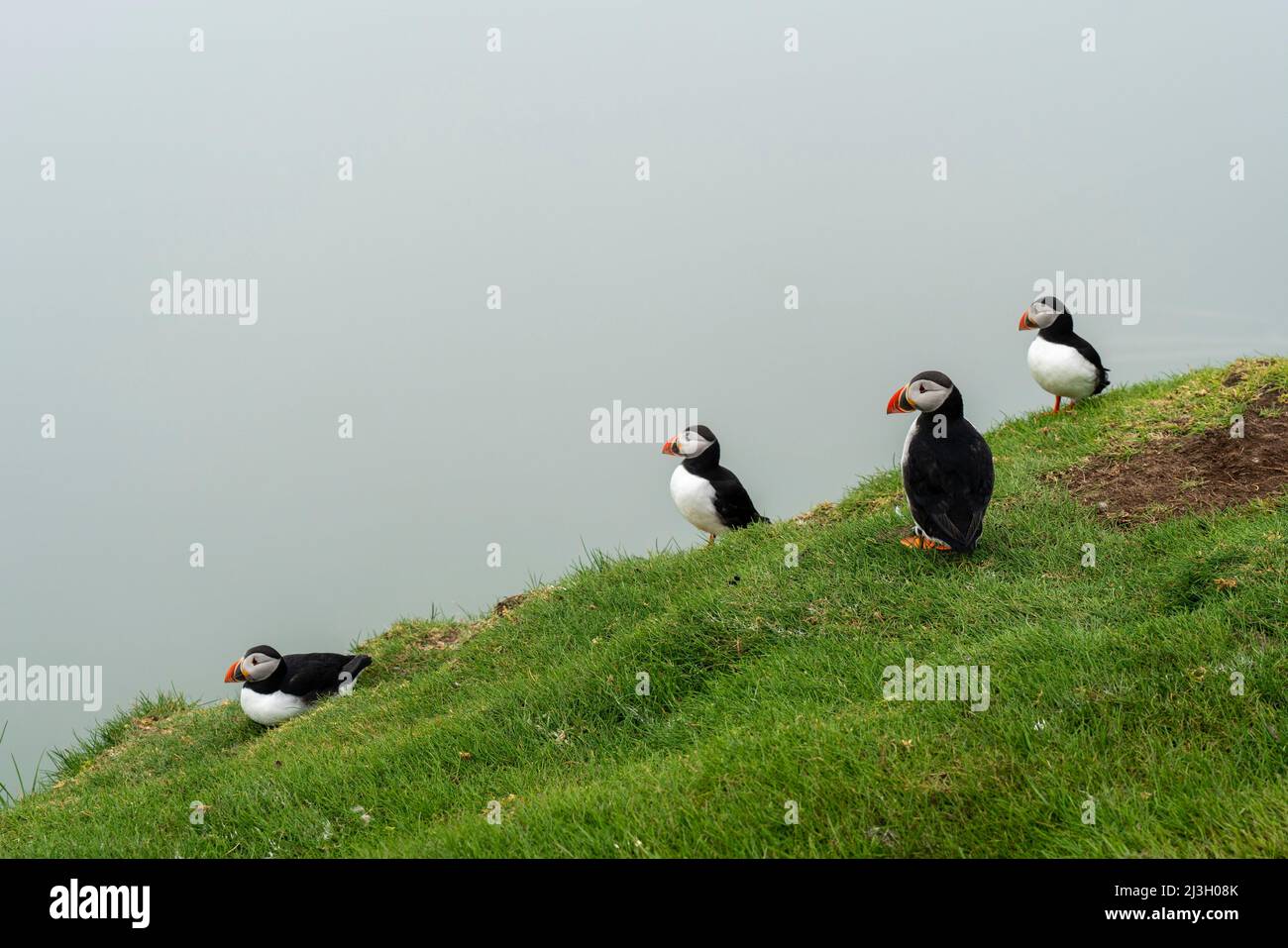 Dänemark, Färöer-Inseln, Atlantischer Papageientaucher (Fratercula arctica), Mykines Island Stockfoto