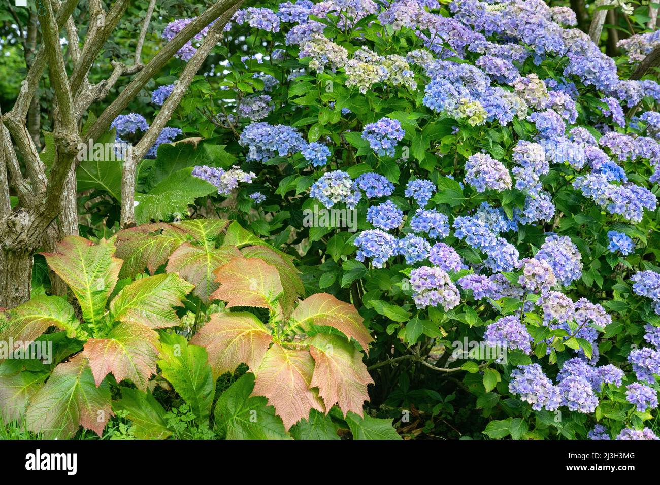 Frankreich, seine Maritime, Varengeville sur Mer, Jardin Shamrock, französische nationale Sammlung von Hortensien, botanischer Garten, der als bemerkenswerter Garten bezeichnet wird, beherbergt mit 1.500 Sorten die größte Sammlung von Hortensien der Welt Stockfoto