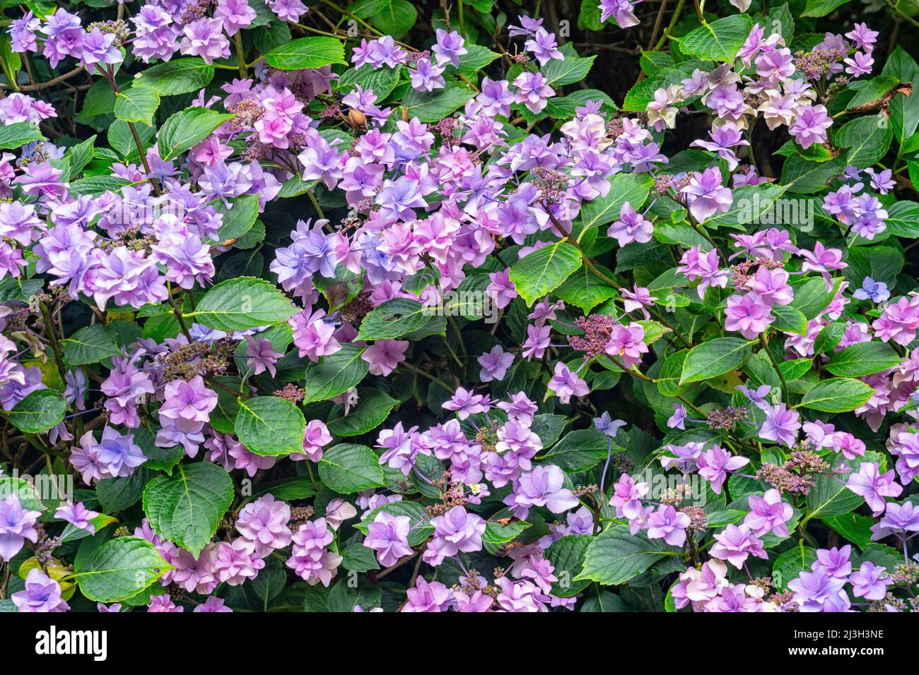 Frankreich, seine Maritime, Varengeville sur Mer, Jardin Shamrock, französische nationale Sammlung von Hortensien, botanischer Garten, der als bemerkenswerter Garten bezeichnet wird, beherbergt mit 1.500 Sorten die größte Sammlung von Hortensien der Welt Stockfoto