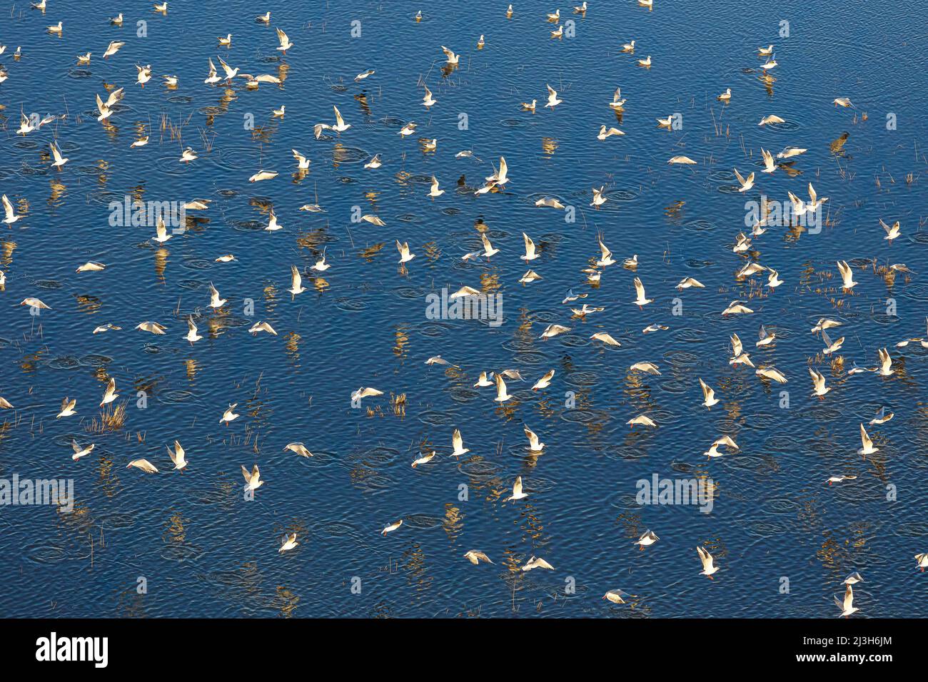 Frankreich, Vendee, La Bretonniere la Claye, Schwarzkopfmöwen fliegen über eine Wiesenflosse am Lay River (Luftaufnahme) Stockfoto