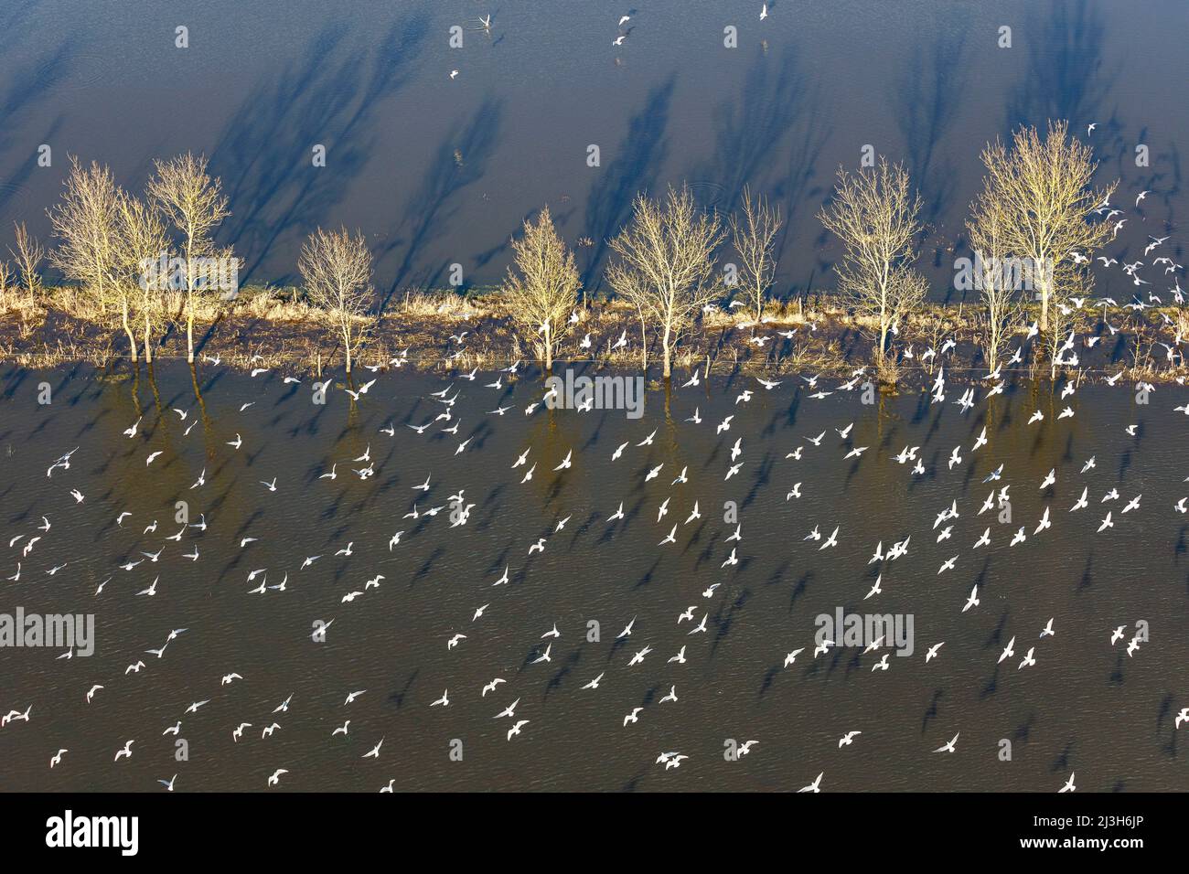Frankreich, Vendee, La Bretonniere la Claye, schwarze Wasserrinnen fliegen vor Bäumen in den vom Lay-Fluss überfluteten Wiesen (Luftaufnahme) Stockfoto