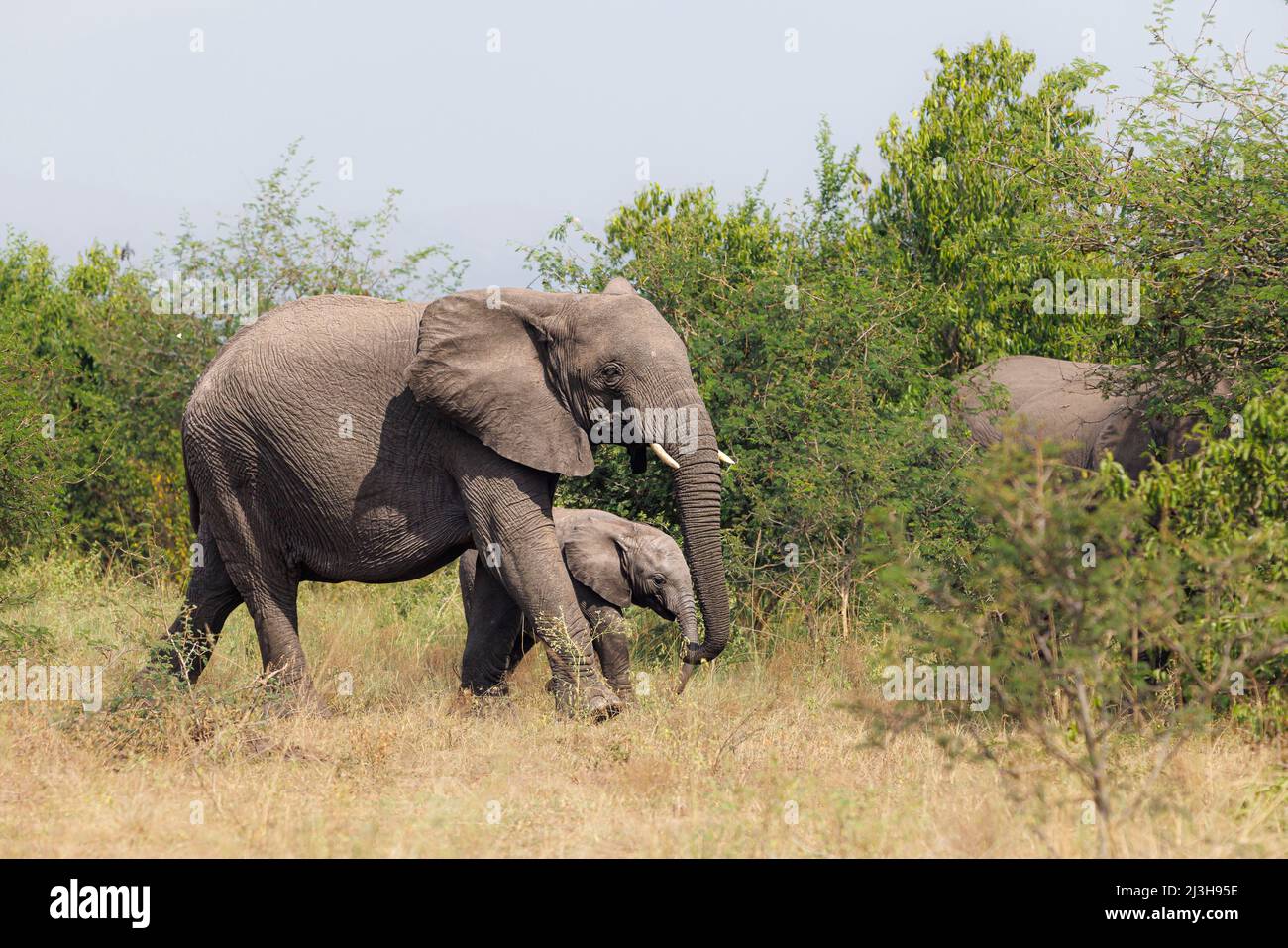 Uganda, Rubirizi District, Katunguru, Queen Elizabeth National Park, Savanne Elefant und sein Baby Stockfoto