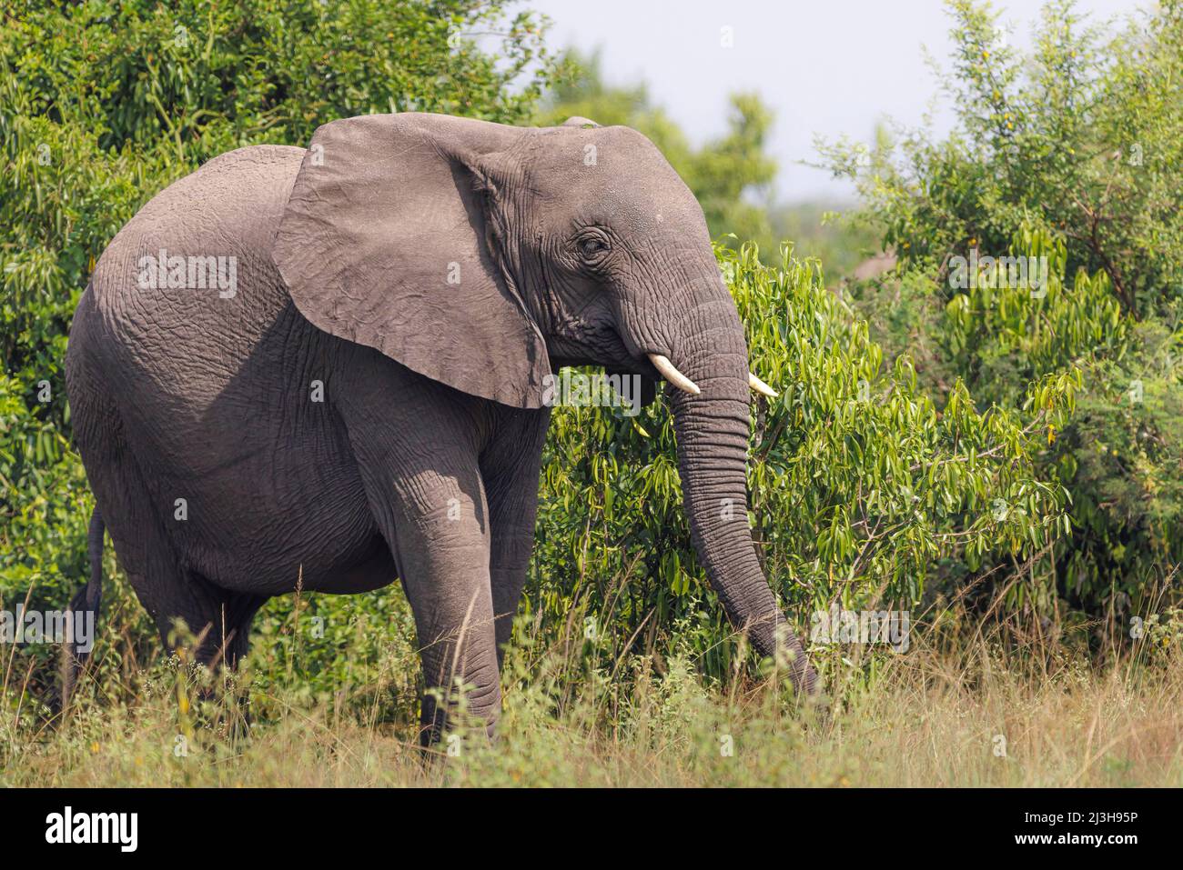 Uganda, Rubirizi District, Katunguru, Queen Elizabeth National Park, Savanne Elephant Stockfoto