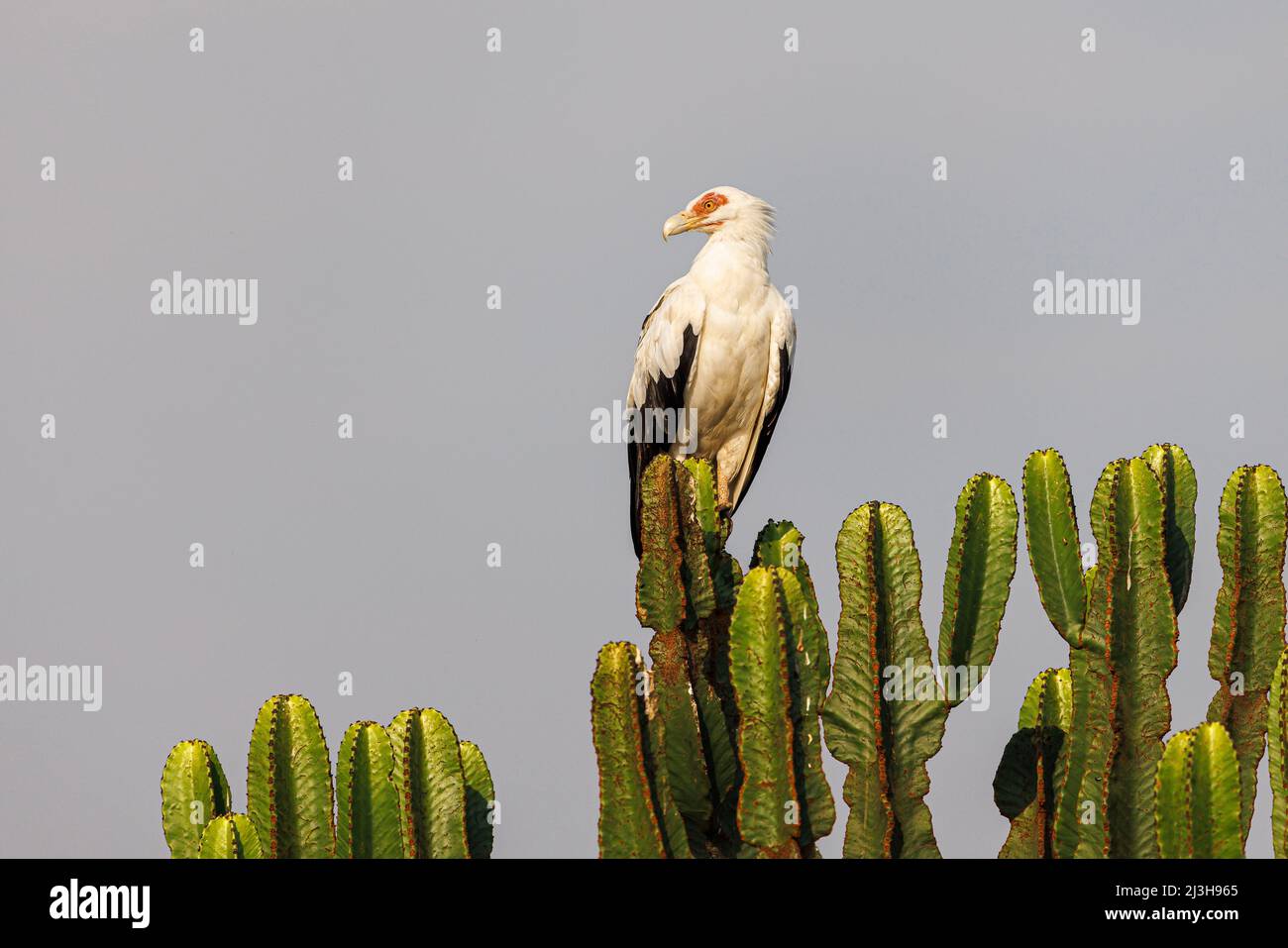 Uganda, Kasese-Distrikt, Katwe, Palmnussgeier Stockfoto