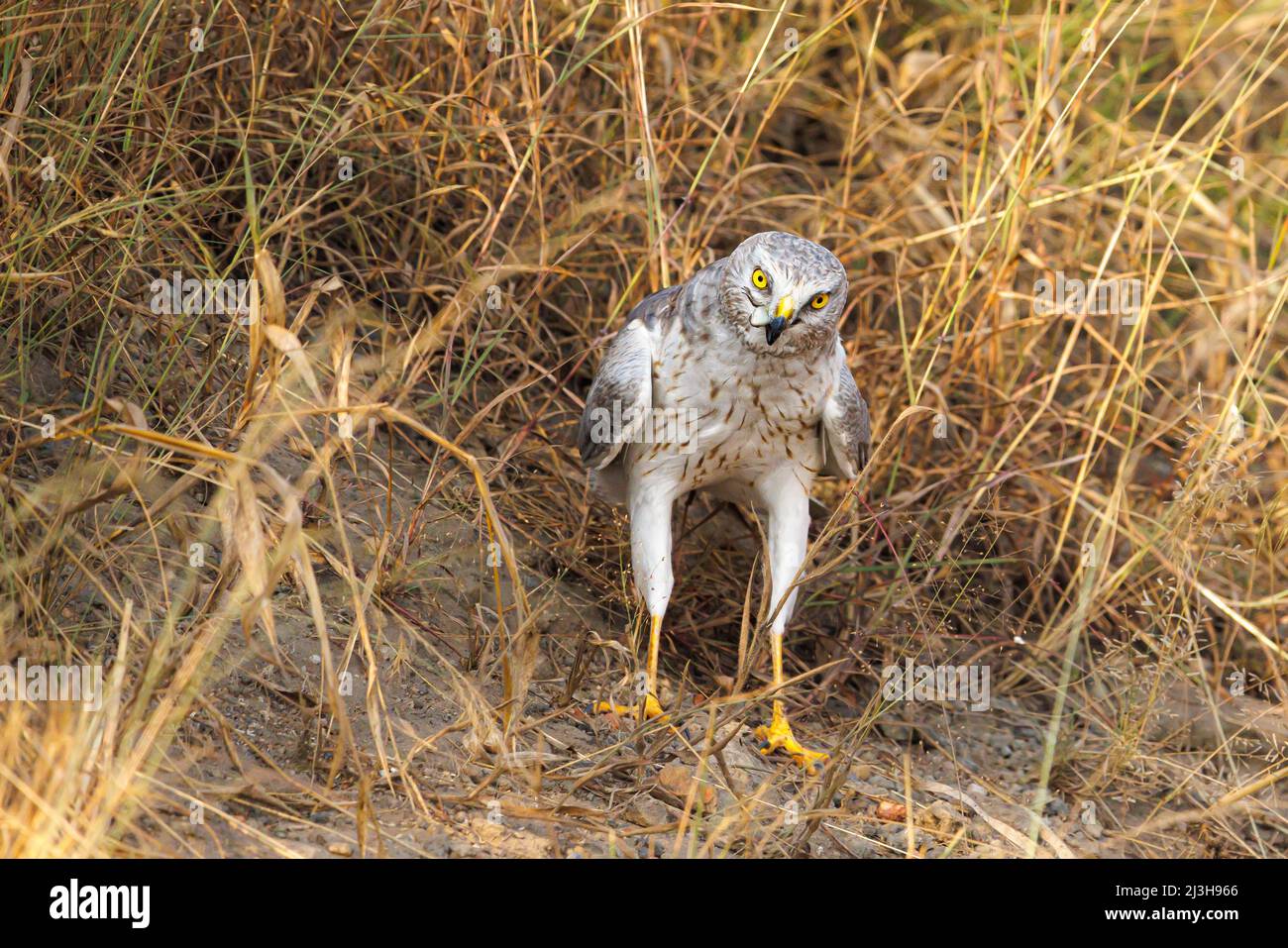 Uganda, Kasese, Katwe, Montagu's Harrier Stockfoto