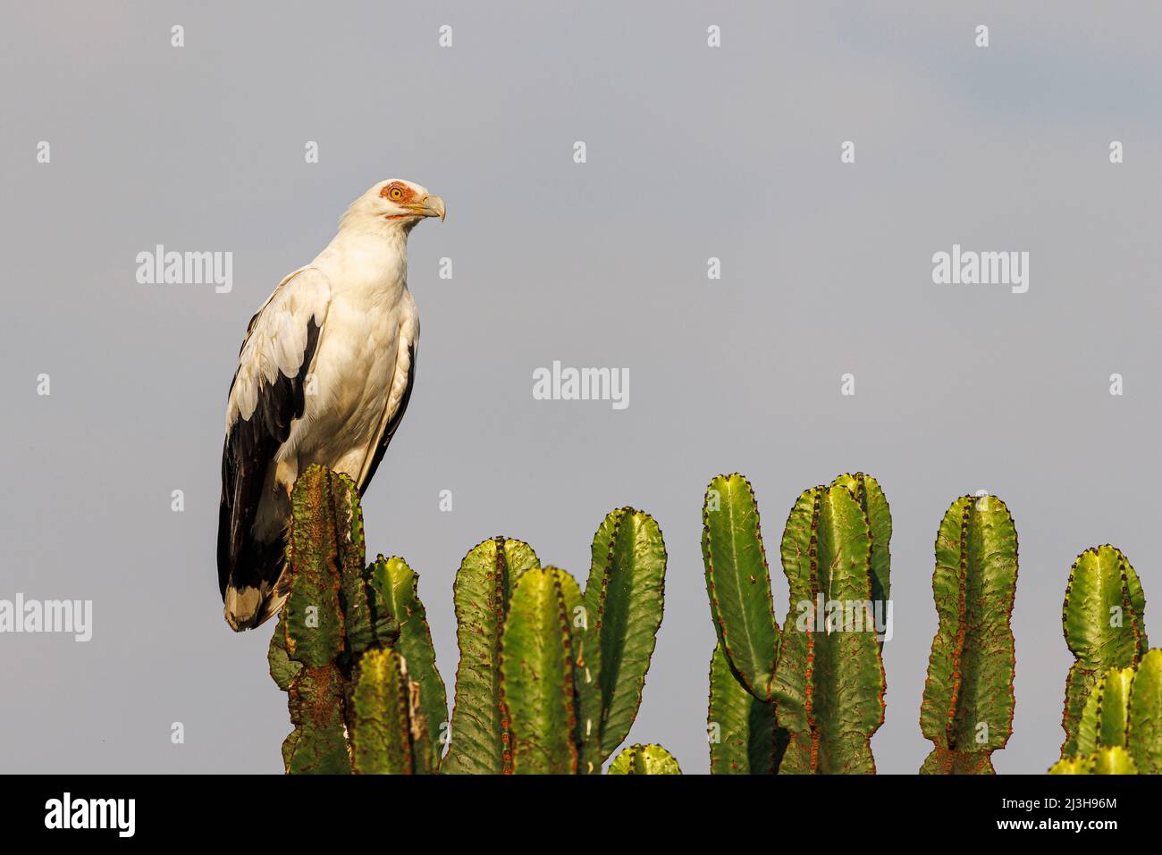 Uganda, Kasese-Distrikt, Katwe, Palmnussgeier Stockfoto