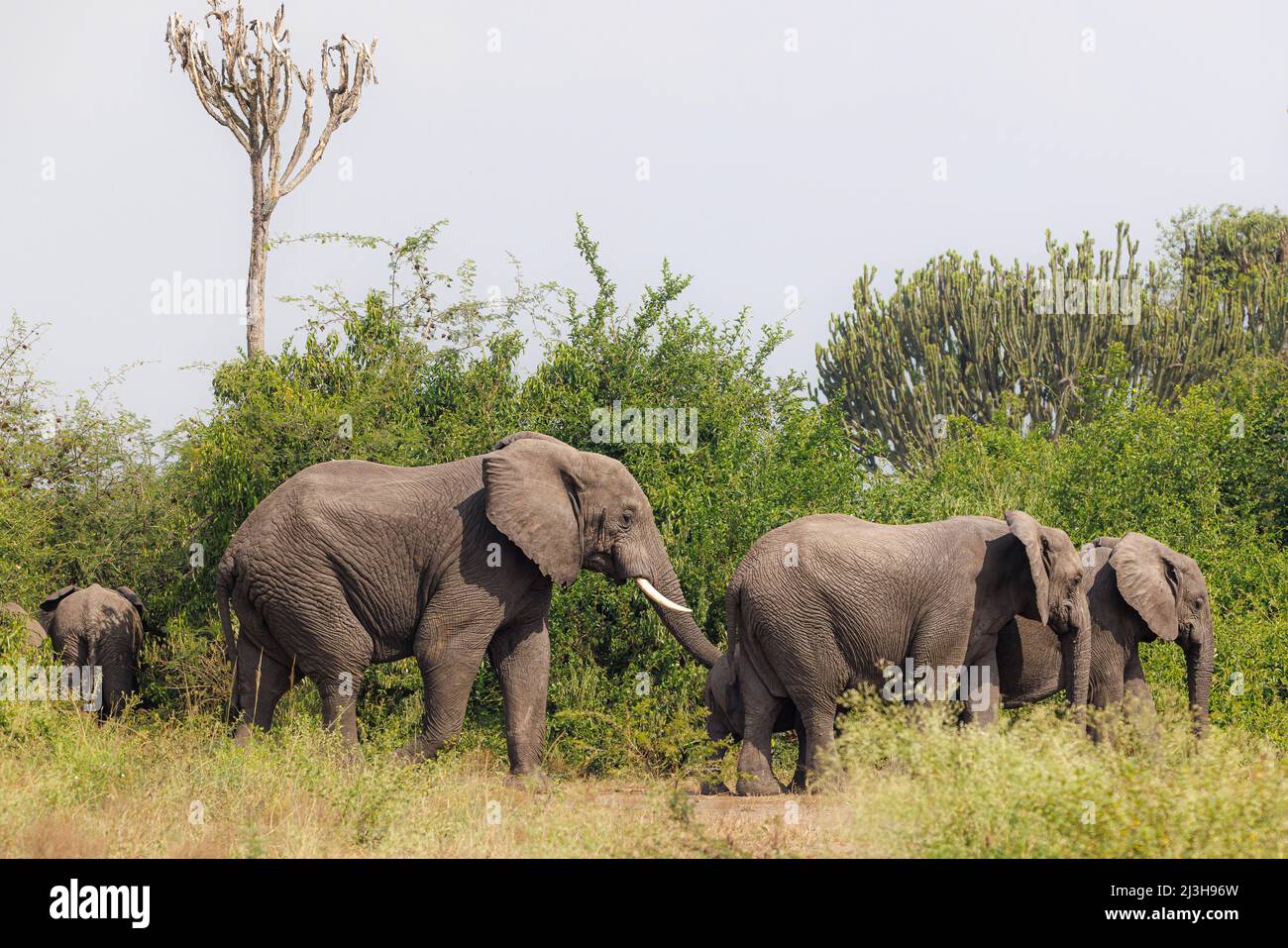 Uganda, Rubirizi District, Katunguru, Queen Elizabeth National Park, Savanne Elephant Stockfoto