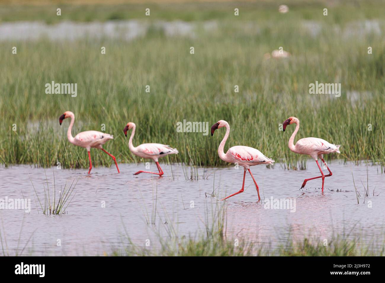 Uganda, Kasese-Distrikt, Katwe, Munyanyange-See, kleinere Flamingos Stockfoto