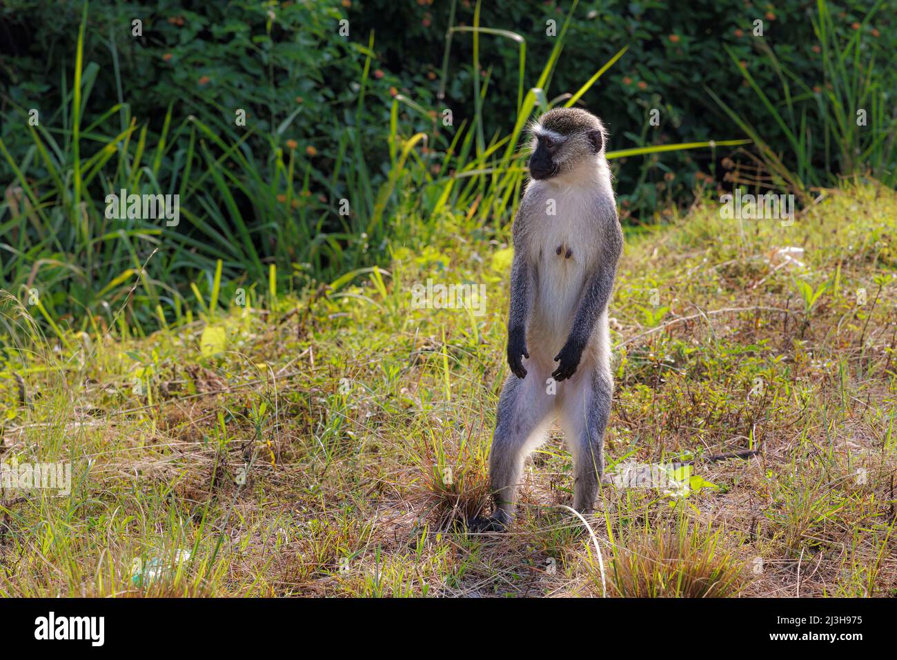 Uganda, Rubirizi District, Katunguru, Queen Elizabeth National Park, Vervet Monkey Stockfoto