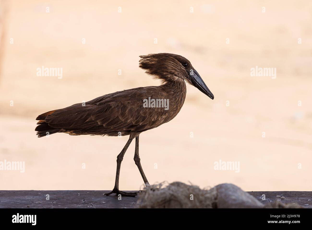 Uganda, Rubirizi District, Katunguru, Hammerkop Stockfoto