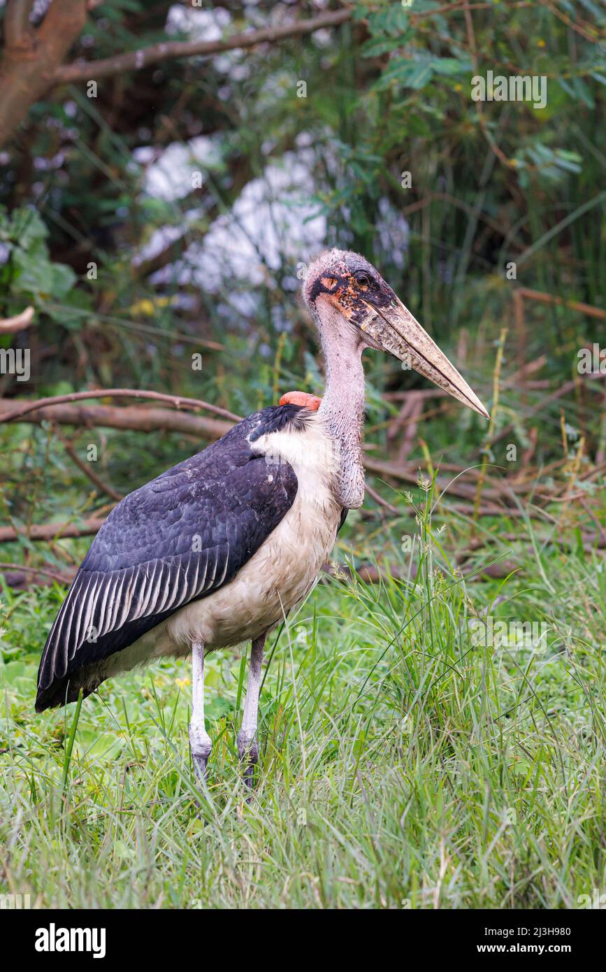 Uganda, Kasese-Distrikt, Kasenyi, Marabou Stork Stockfoto
