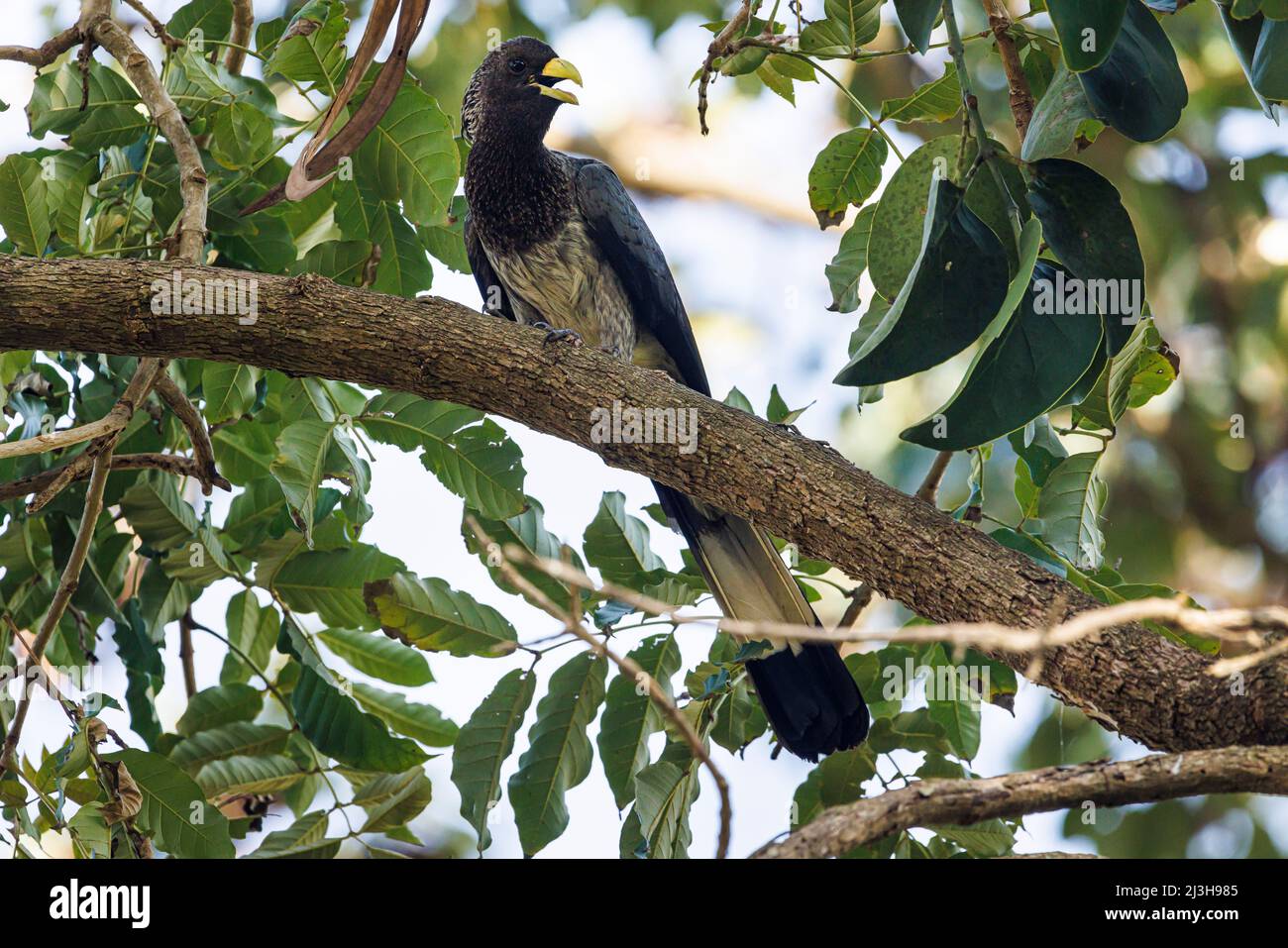 Uganda, Masindi District, Nyabyeya, Eastern Plantain Eater Stockfoto