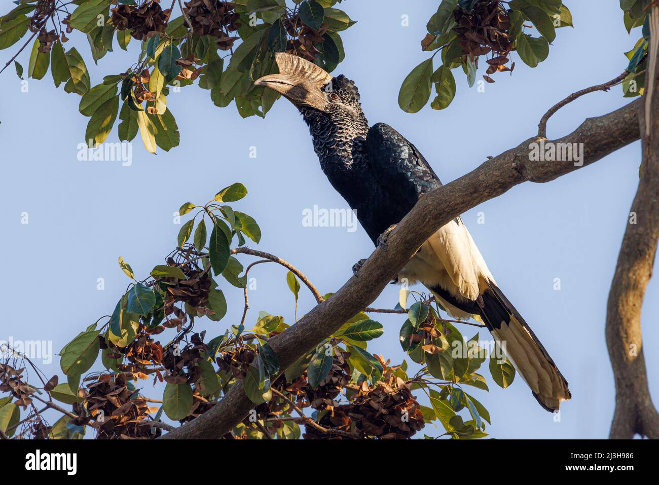 Uganda, Masindi District, Nyabyeya, Schwarz-Weiß-Hornschnabel Stockfoto