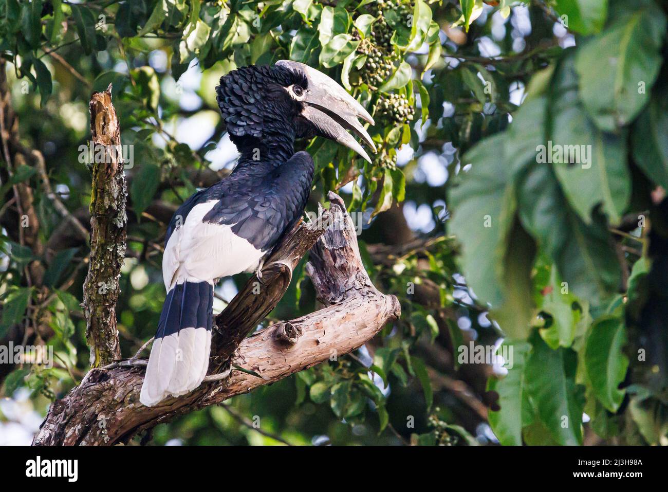 Uganda, Masindi District, Nyabyeya, White-Thighed Hornbill Stockfoto