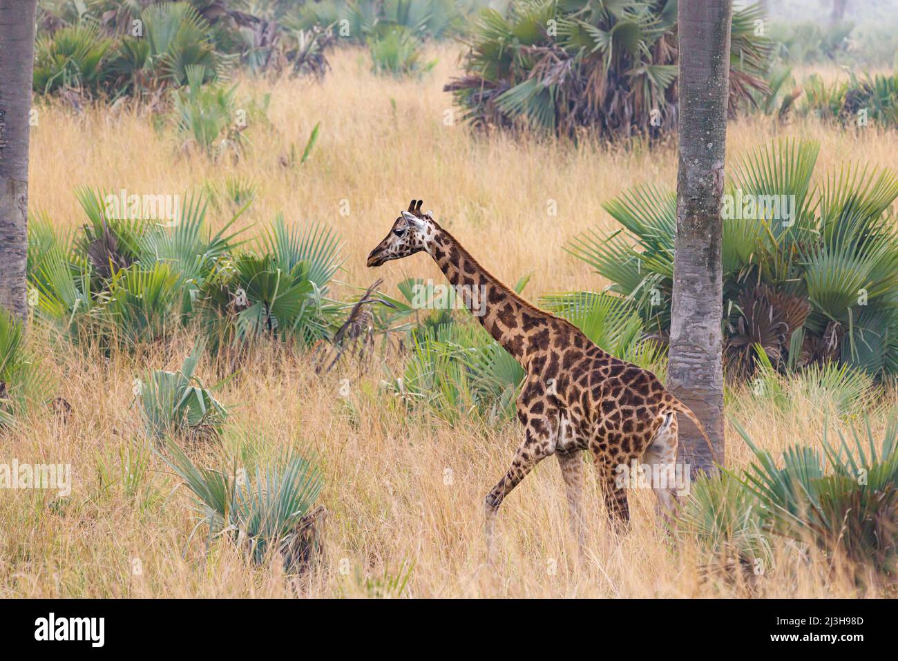 Uganda, Nwoya District, Pakwach, Murchison Falls National Park, Rothschilds Giraffe Stockfoto