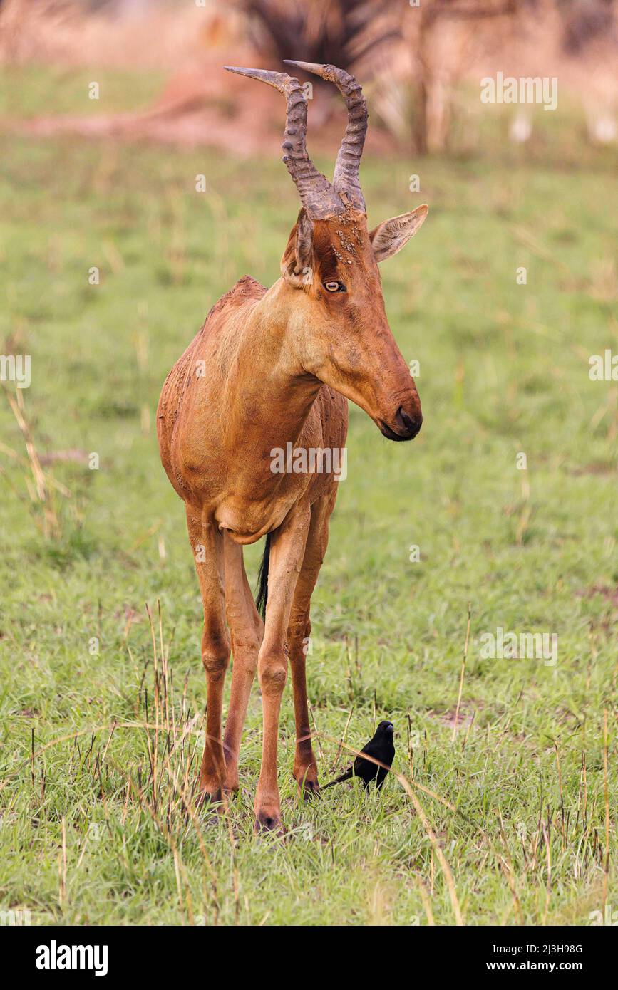 Uganda, Nwoya District, Pakwach, Murchison Falls National Park, Jacksons Hartebeest Stockfoto