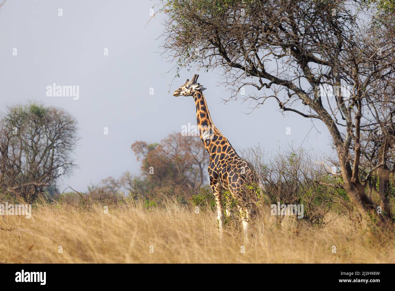 Uganda, Nwoya District, Pakwach, Murchison Falls National Park, Rothschilds Giraffe Stockfoto