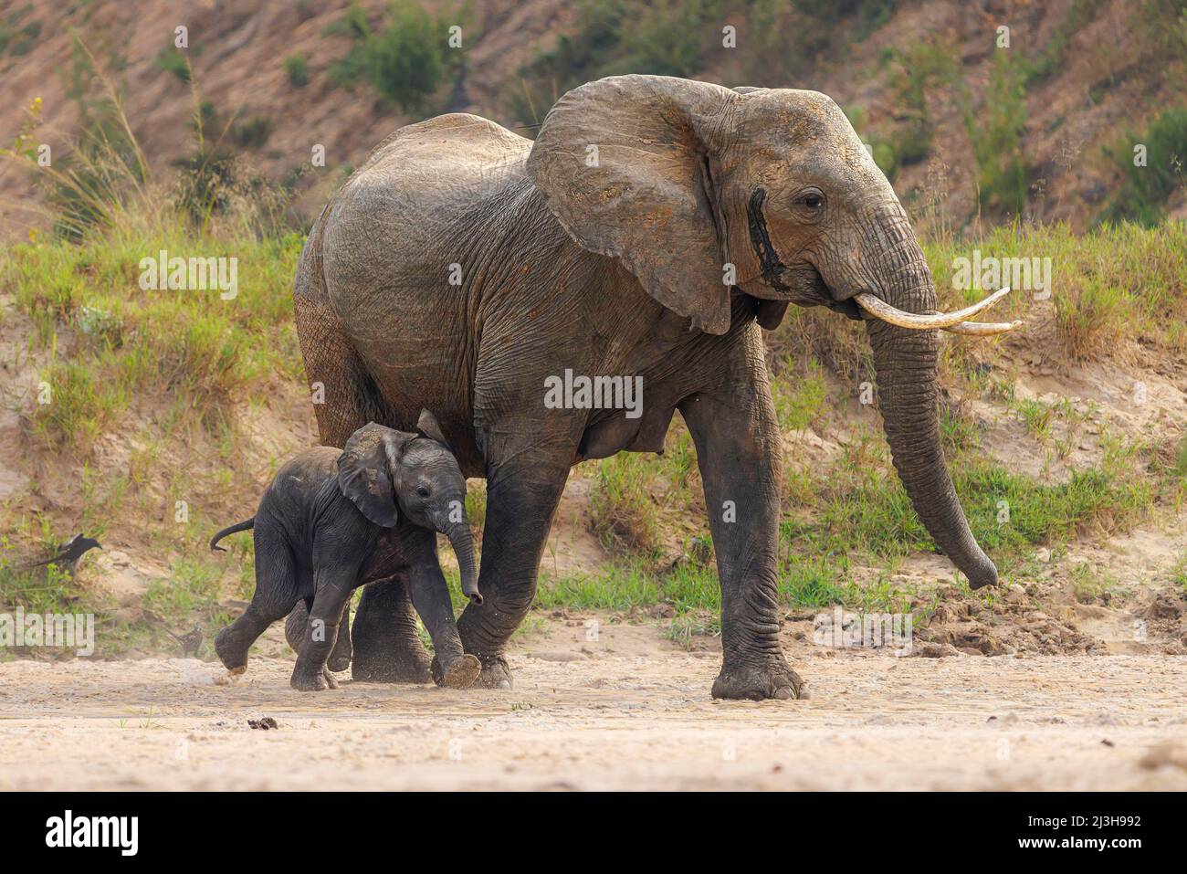Uganda, Nwoya District, Pakwach, Murchison Falls National Park, Savanne Elefant und sein Baby Stockfoto