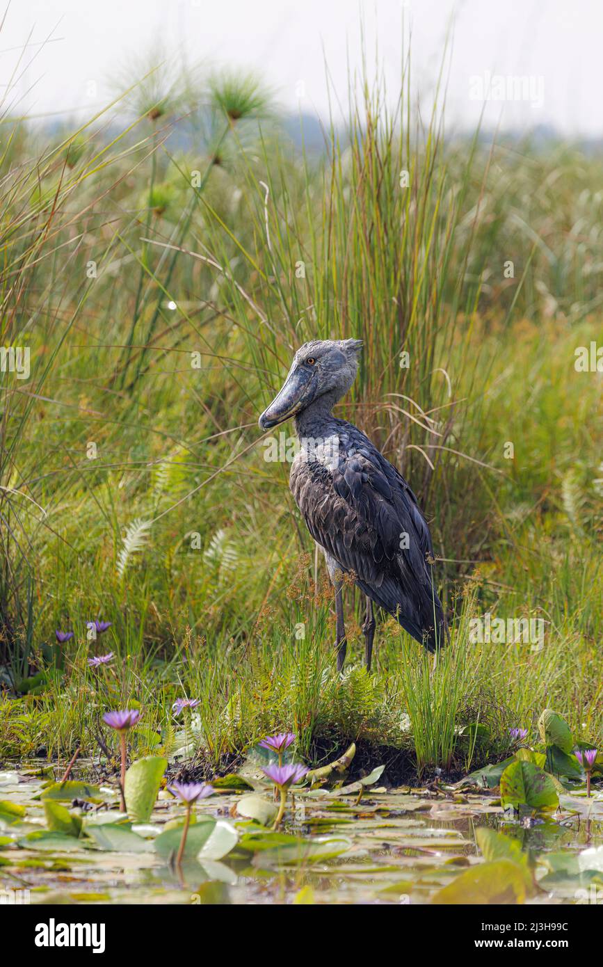 Uganda, Wakiso District, Mabamba Sumpf, Shoebill Stockfoto
