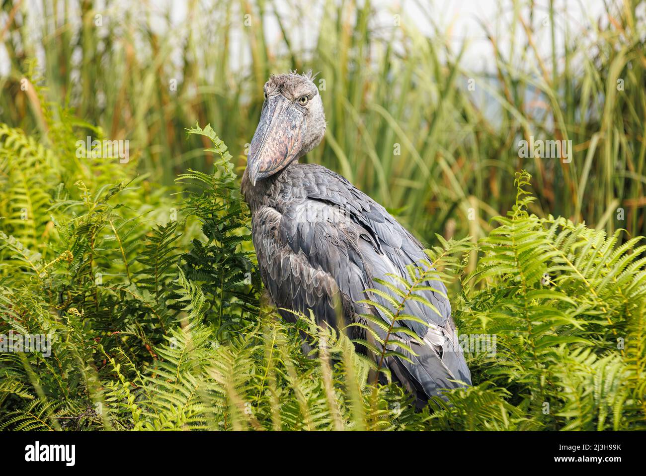 Uganda, Wakiso District, Mabamba Sumpf, Shoebill Stockfoto