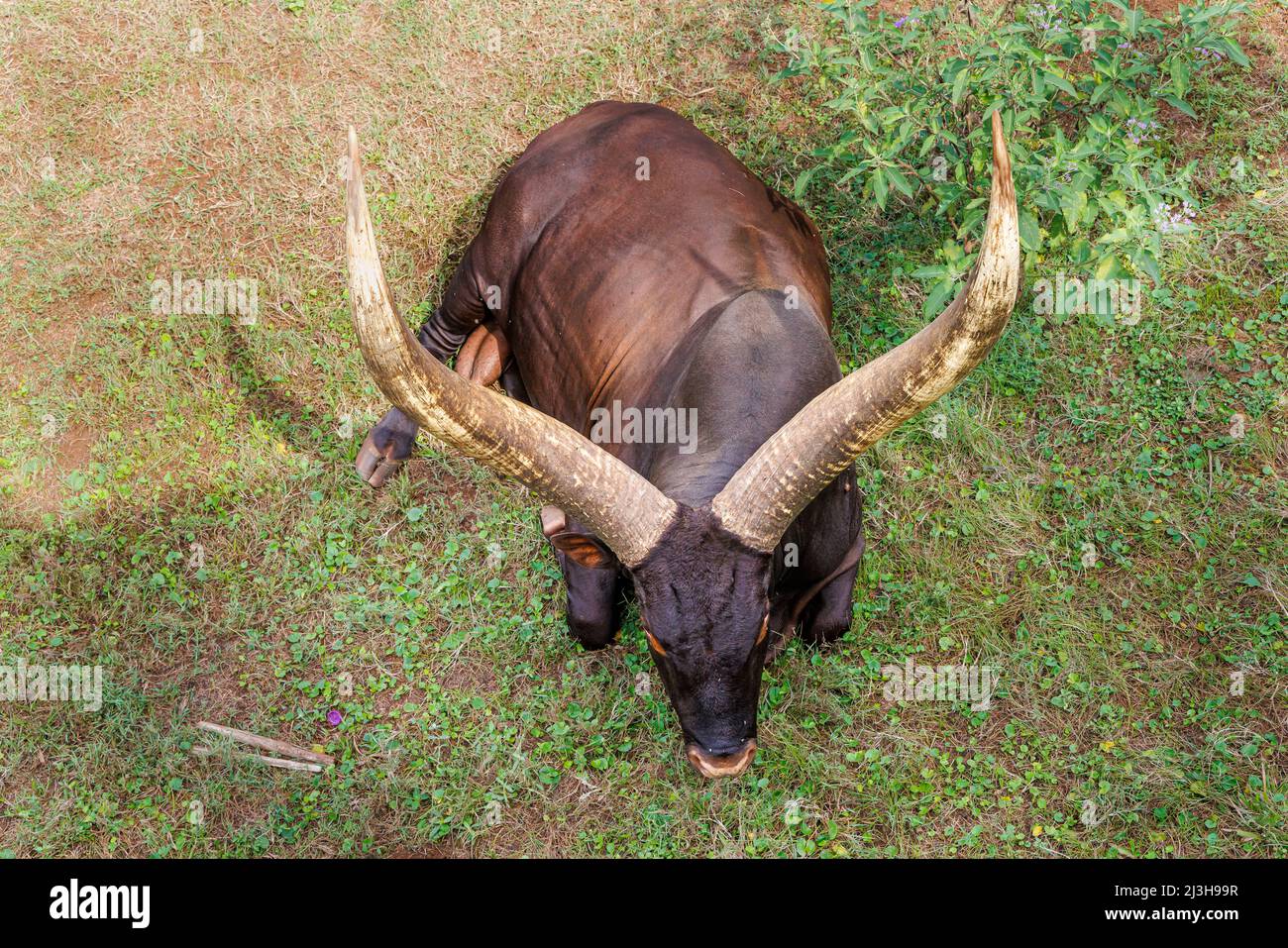 Uganda, Kampala District, Entebbe, Entebbe Zoo, watusi Stockfoto