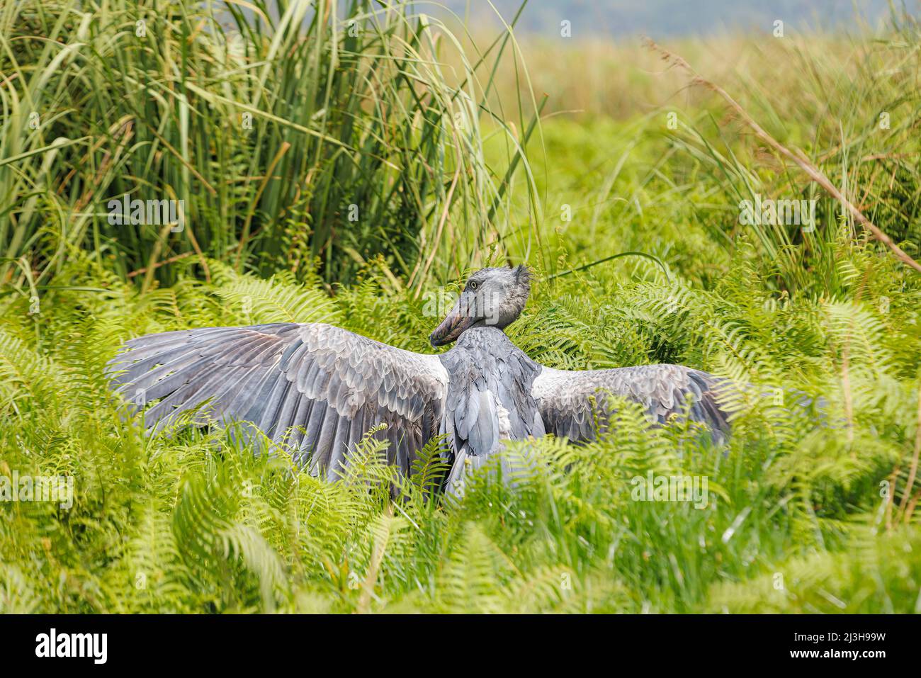 Uganda, Wakiso District, Mabamba Sumpf, Shoebill Stockfoto