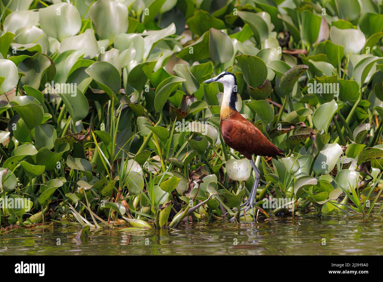 Uganda, Wakiso District, Mabamba Sumpf, afrikanische Jacana Stockfoto
