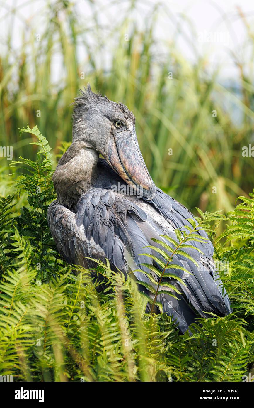 Uganda, Wakiso District, Mabamba Sumpf, Shoebill Stockfoto