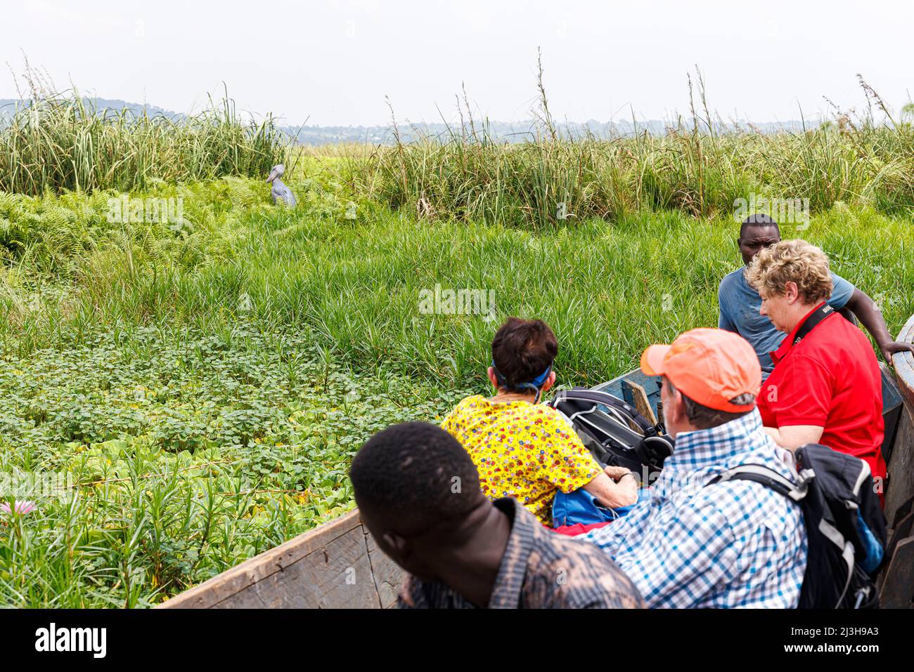 Uganda, Wakiso District, Mabamba Sumpf, Touristen in einem Boot beobachten einen Shoebill Stockfoto