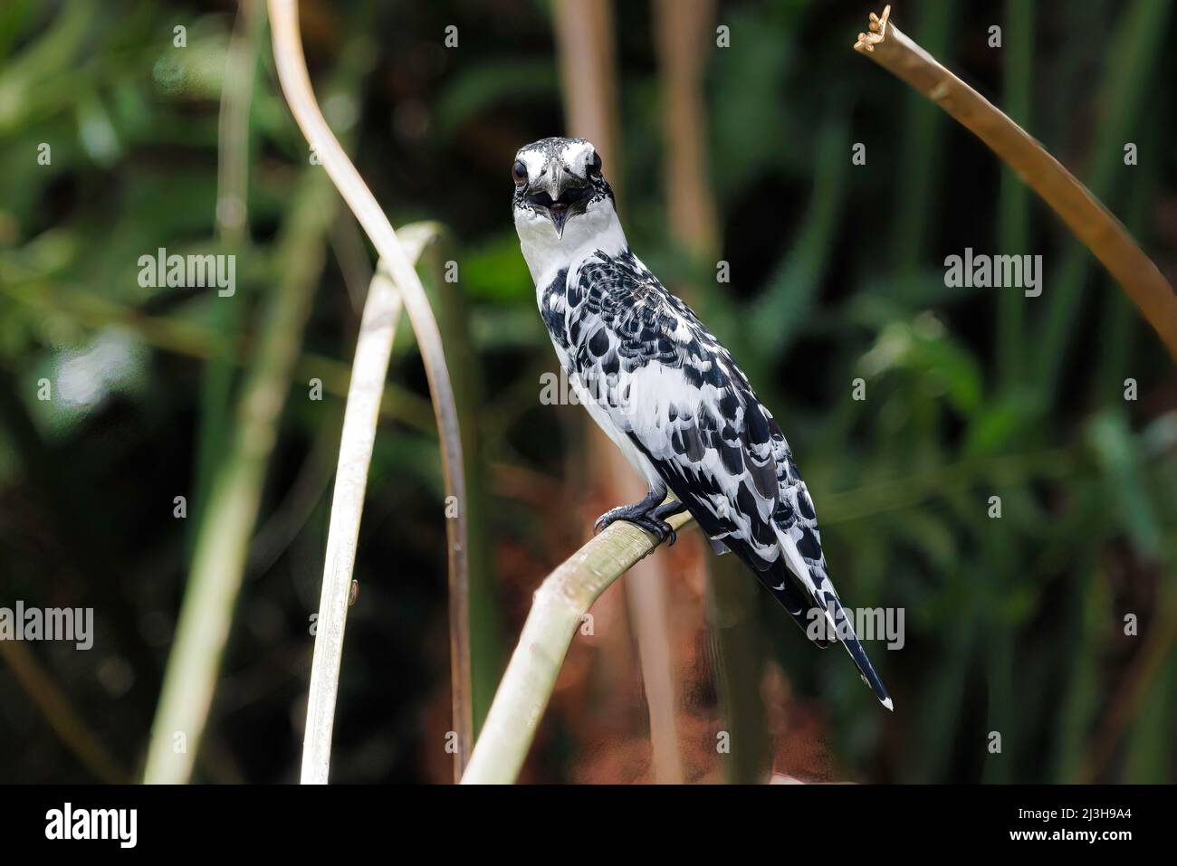 Uganda, Wakiso District, Mabamba Sumpf, Pied Kingfisher Stockfoto
