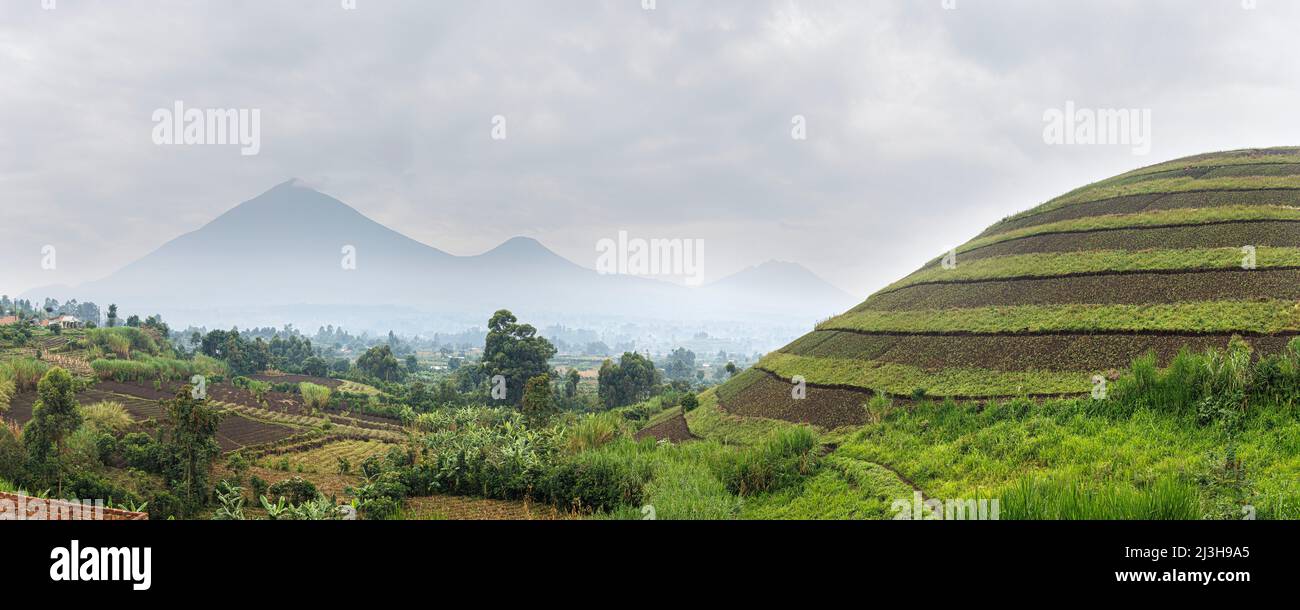 Uganda, Kisoro, Kisoro, kultivierte Felder auf dem Vulkan Sagitwe Stockfoto