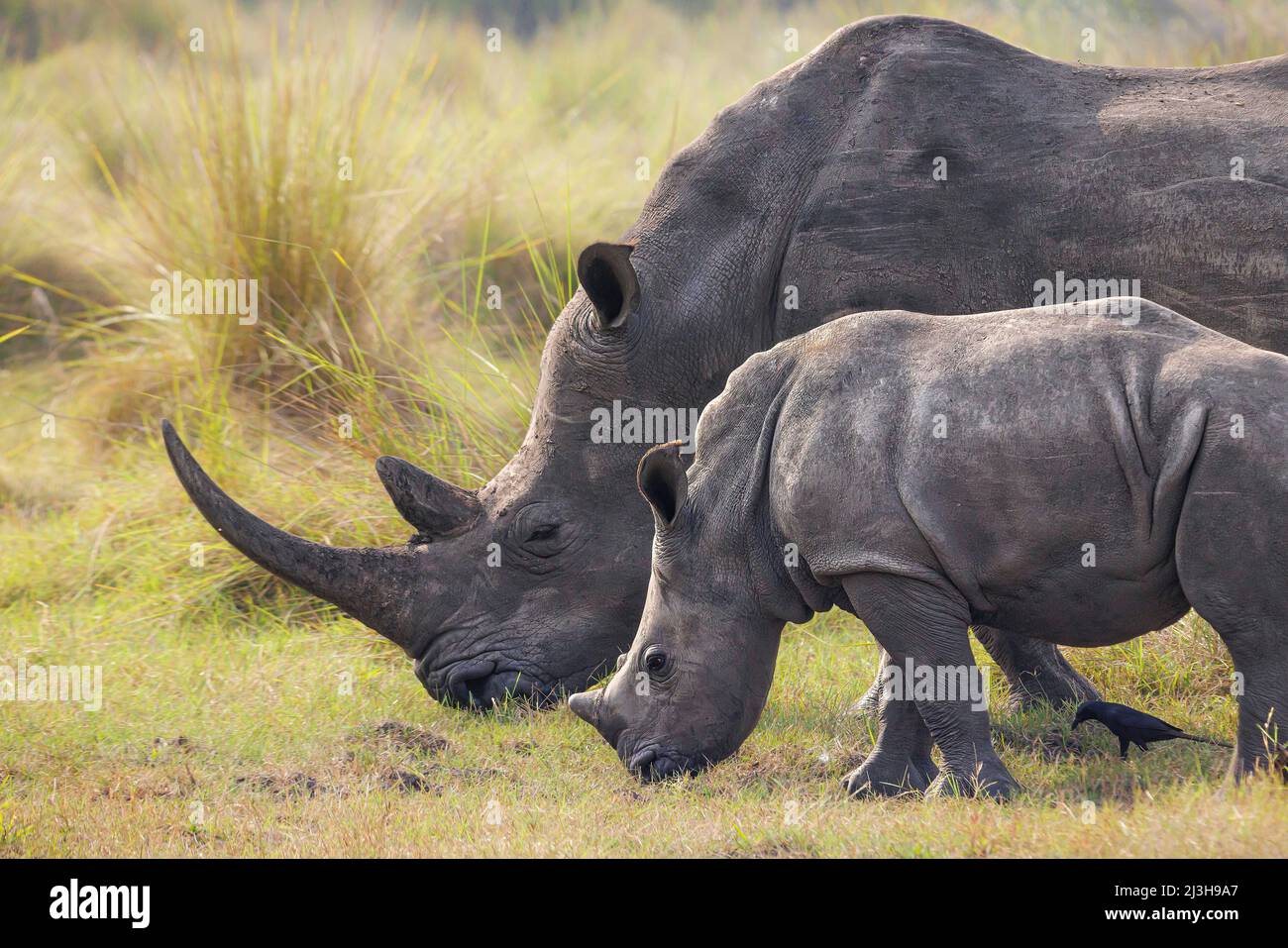 Uganda, Nakasongola District, Ziwa Nashornreservat, Weißes Nashorn, Kori und ihr 5 Monate dauernden Baby Stockfoto
