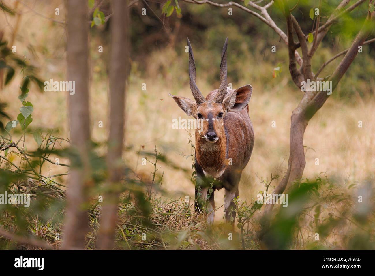 Uganda, Nakasongola District, Nashornreservat Ziwa, Bushbuck Stockfoto